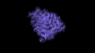 Cryo-EM structure of the full-length disease type human huntingtin, 3D cartoon and Gaussian surface models in two purpendicular projections, based on PDB 6yej, black background