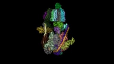SidK ve ADP ile farklı konformasyon devletlerinde insan V-ATPase, PDB 6wm2-4 tabanlı 3D karikatür ve Gaussian yüzey modelleri, siyah arkaplan