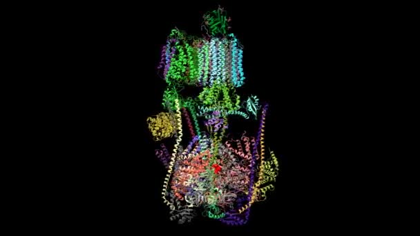 Atpase Humana Estado Com Sidk Adp Vermelho Desenhos Animados Modelos — Vídeo de Stock