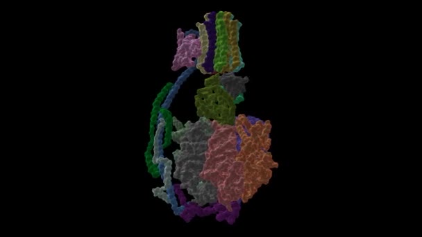 Syntaza Atp Bydlęca Mitochondrialna Różnych Stanach Konformacyjnych Animowana Kreskówka Model — Wideo stockowe
