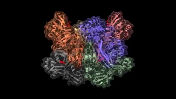 Sars Cov Nsp15 Eine Uridin Spezifische Endoribonuklease Mit Gebundenem Nukleotid — Stockvideo