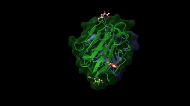 ヒトシグナル制御タンパク質 Sirp と複合体中のヒトCd47 の構造 アニメーション3D漫画 ガウス表面モデル Pdb 2Jtに基づく黒の背景 — ストック動画