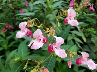 Blooming Himalayan balsam (Impatiens glandulifera) clipart