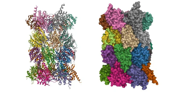 Struktura Proteasomu Ludzkiego 20S Kreskówki Modele Powierzchni Gaussa Podstawie Pdb — Zdjęcie stockowe