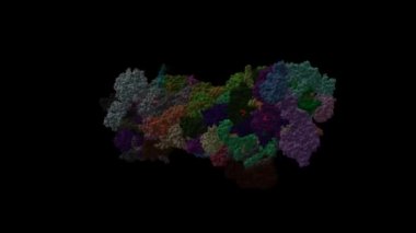 İnsan 26S prototipinin yapısı. Animasyon 3D karikatür ve Gauss yüzey modelleri, PDB 5gjr tabanlı, siyah arkaplan.