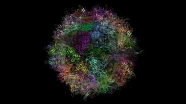 İnsan bocavirüs 4 'ün yapısı, animasyon 3D karikatür ve Gauss yüzey modeli, zincir kimlik şeması, PDB 5us9, siyah arkaplan
