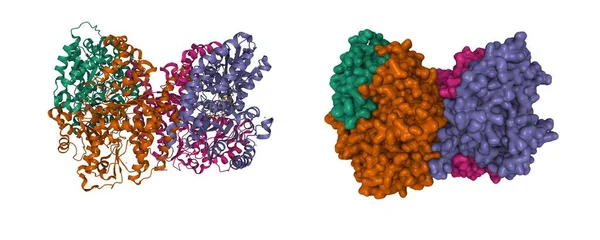 Azotobacter Vinelandii Den Bağlı Nitrojenaz Mofe Protein Karikatür Gauss Yüzey — Stok fotoğraf