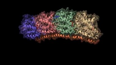 Vinblastine (mavi), colchicine (kırmızı), GTP ve GSYİH 'ya bağlı insan tubulini, animasyon 3D karikatür ve Gauss yüzey modelleri, siyah arkaplan