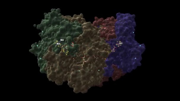 Azotobacter VinelandiiのN2結合型ニトロゲナーゼMofe タンパク質 アニメーション3D漫画やガウス曲面モデル Pdb 6Ug0 黒の背景 — ストック動画