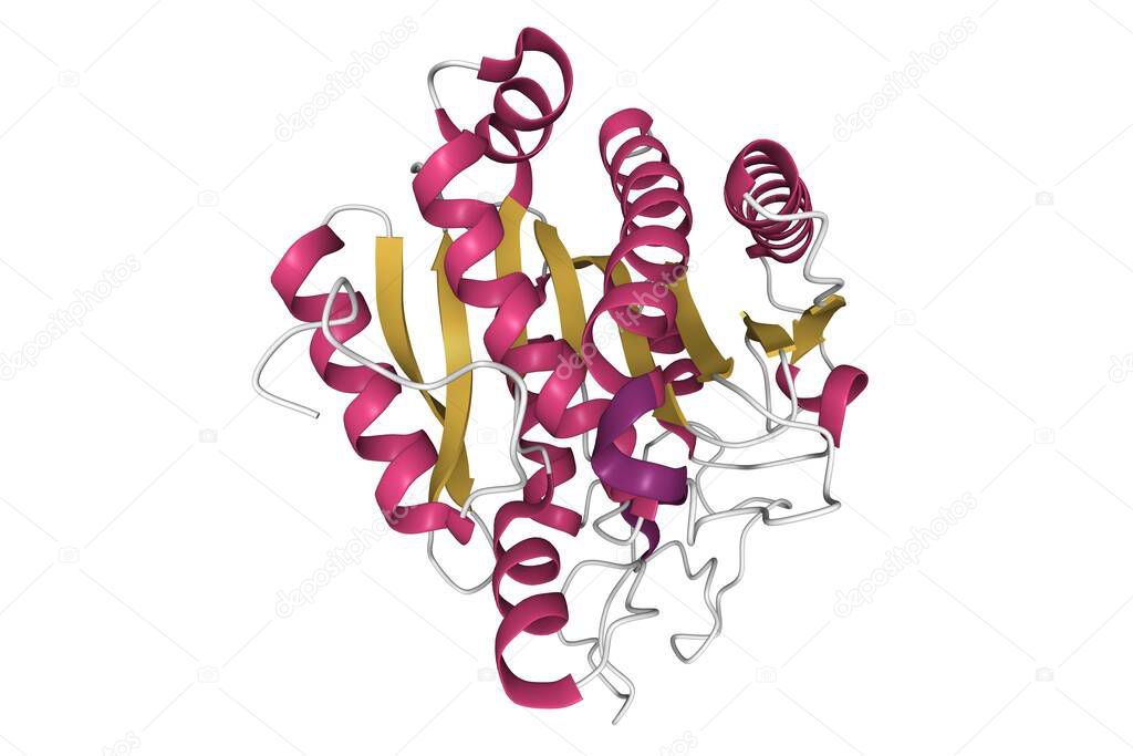 Crystal structure of human carboxypeptidase A1, 3D cartoon model, secondary structure color scheme, PDB 2v77, white background