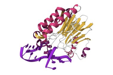 İnsan APE1 endonükleazının yapısına bağlı abasik DNA. 3D çizgi film modeli, ikincil yapı renk şeması, pdb 1de9, beyaz arkaplan