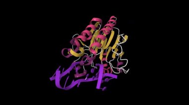 İnsan APE1 endonükleazının yapısına bağlı abasik DNA. Canlandırılmış 3D çizgi film modeli, ikincil yapı renk şeması, pdb 1de9, siyah arkaplan