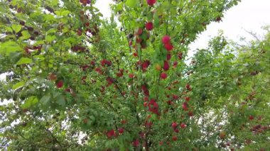 Ağaçta olgunlaşmış erikler, Tskaltubo, Georgia
