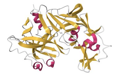 Rekombinant sığır kromozeni yapısı. 3D karikatür modeli, pdb 1cms, ikincil yapı renk şeması, beyaz arkaplan