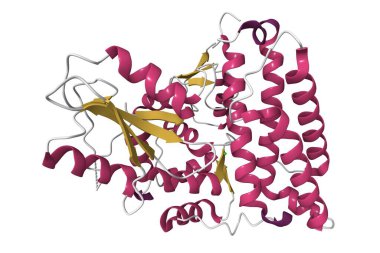 Yerel C-CBI 'ın yapısı. 3D karikatür modeli, pdb 2y1m, ikincil yapı renk şeması, beyaz arkaplan.
