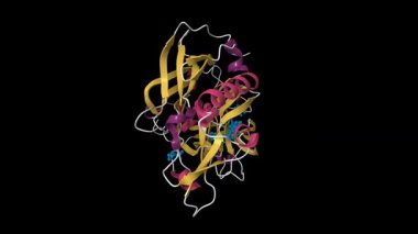 Engelleyici ile komplekslenmiş beta-salgı yapısı. Canlandırılmış 3D çizgi film modeli, pdb 4gid, ikincil yapı renk şeması, siyah arkaplan.