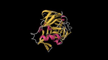 Rekombinant sığır kromozeni yapısı. Canlandırılmış 3D karikatür modeli, pdb 1cms, ikincil yapı renk şeması, siyah arkaplan