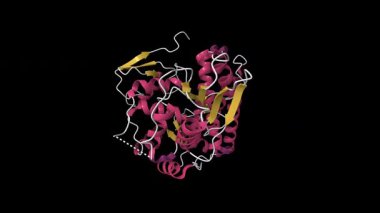 Yerel C-CBI 'ın yapısı. Canlandırılmış 3D çizgi film modeli, pdb 2y1m, ikincil yapı renk şeması, siyah arkaplan.