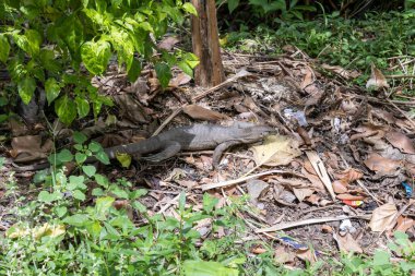 Bengal gözlemcisi (Varanus bengalensis), doğada Hindistan gözlemcisi olarak da bilinir.