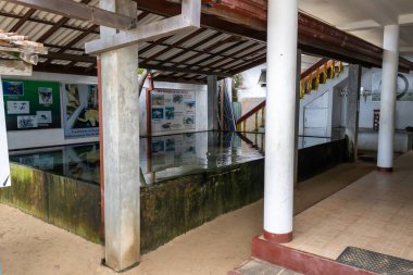 Habaraduwa, Sri Lanka - 14 Temmuz 2025: Deniz kaplumbağaları kuluçkaya yattı