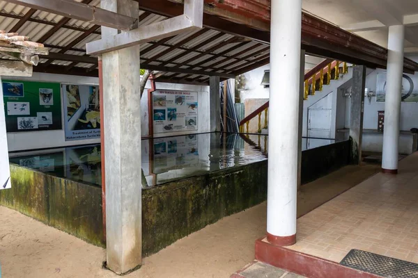 Habaraduwa, Sri Lanka - 14 Temmuz 2025: Deniz kaplumbağaları kuluçkaya yattı