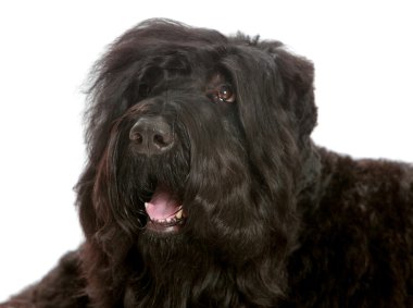 büyük siyah tüylü köpek