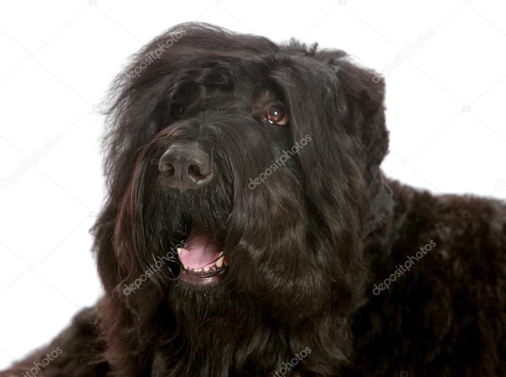 Big black shaggy dog Stock Photo by ©lotosfoto1 119204442