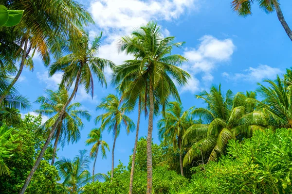 Beach summer vacation holidays background with coconut palm trees and hanging palm tree leaves — Stock Photo, Image