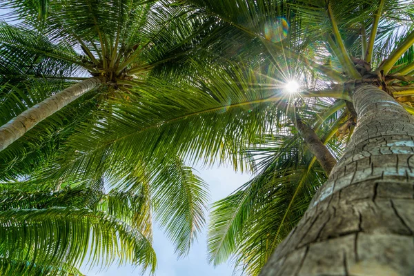 Beach summer vacation holidays background with coconut palm trees and hanging palm tree leaves — Stock Photo, Image