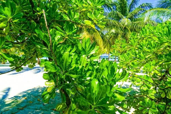 Vista da vicino di palme tropicali e piante esotiche sulla spiaggia di sabbia — Foto Stock