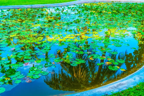 Reflexão de coqueiros ao redor da lagoa — Fotografia de Stock