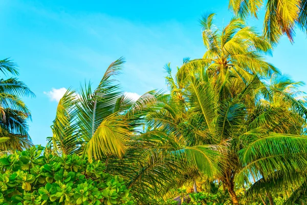 Beach summer vacation holidays background with coconut palm trees and hanging palm tree leaves — Stock Photo, Image