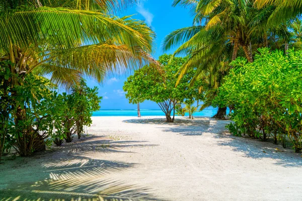Lush, green leaves of a bush among luxurious palm trees, Maldives. — Stock Photo, Image