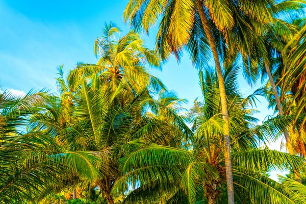 Beach summer vacation holidays background with coconut palm trees and hanging palm tree leaves — Stock Photo, Image