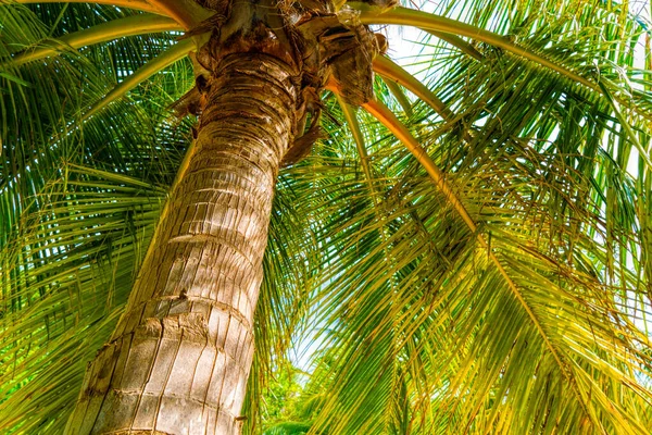 Pláž letní dovolená dovolená pozadí s kokosovými palmami a zavěšení palmy listy — Stock fotografie