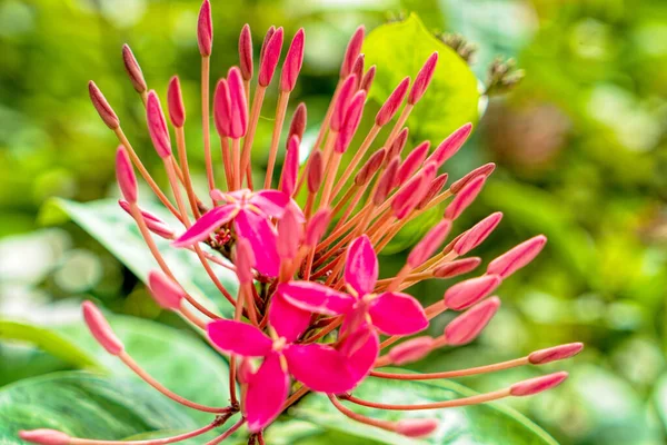 Lush tropical garden with assorted colorful flowers and plants — Stock Photo, Image