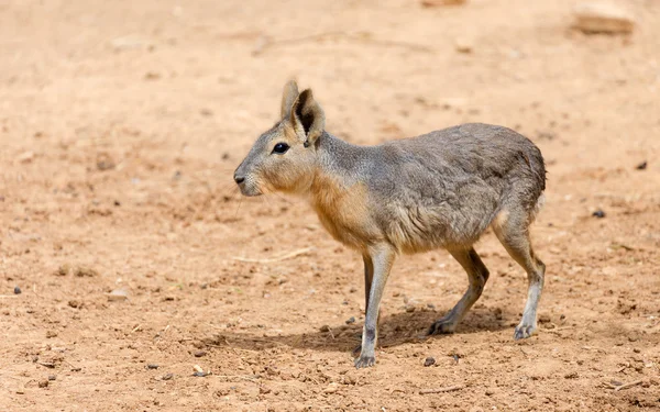 Patagonian mara (Dolichotis patagonum) — Stock Photo, Image