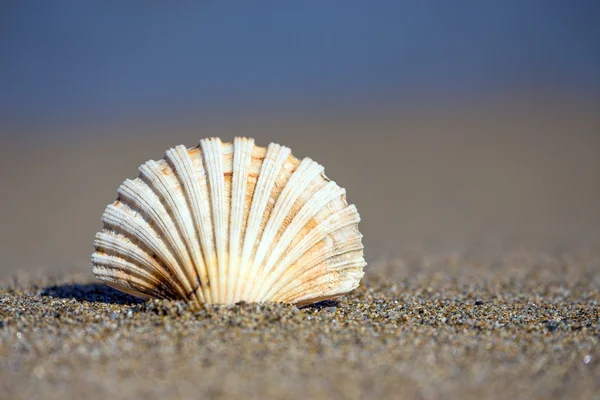 A homokos strand gyönyörű tengerre shell — Stock Fotó