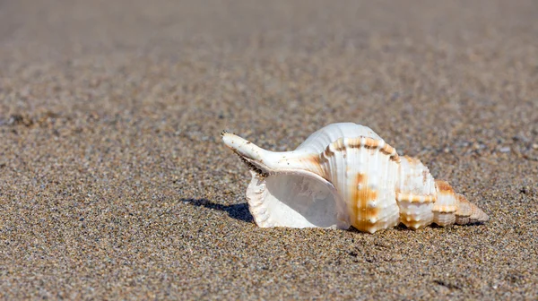 Bela concha do mar na praia arenosa — Fotografia de Stock