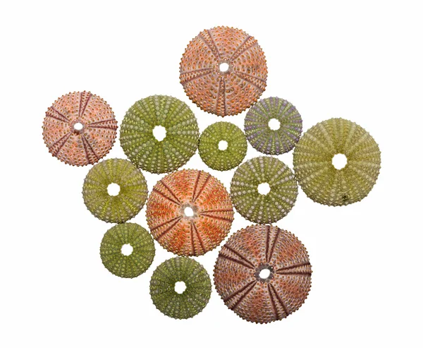 Various sea urchin shells isolated — Stock Photo, Image