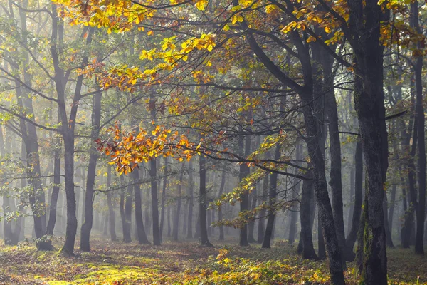 Herfst Ochtend Mist Zon Tussen Bomen Het Bos — Stockfoto