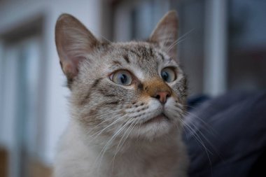 Gözleri açık bir kedinin portresi.