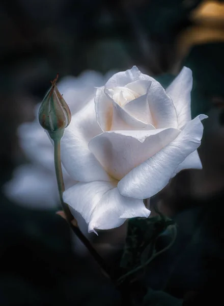 Rosa Com Pétalas Brancas Broto — Fotografia de Stock