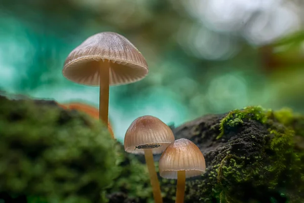 Família Cogumelos Floresta Inseto — Fotografia de Stock