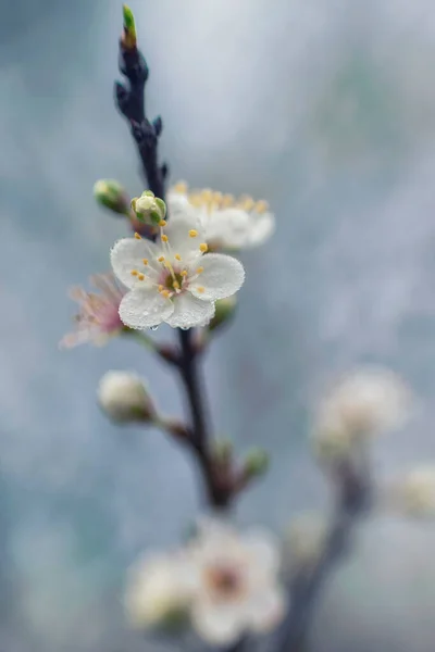Branch Blossom Tree Flower Buds — Stock Photo, Image