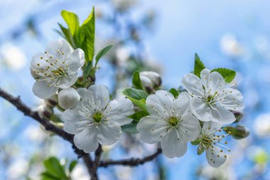 Kiraz ağacı çiçeği ve mavi gökyüzü