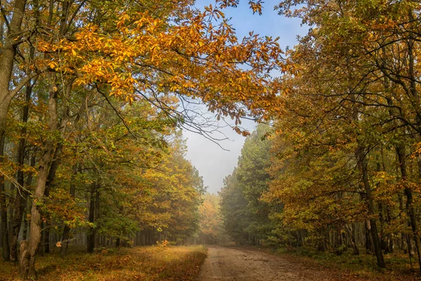 Herfst Het Bos Met Sinaasappelbladeren Weg — Stockfoto