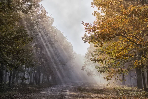 Nevel Zonnestralen Het Bos Herfst — Stockfoto