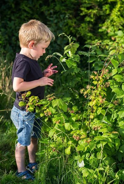 Маленький хлопчик збирає малину в саду — стокове фото