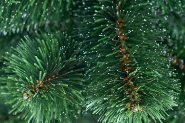 Yeşil kozalaklı bitki dalı makro görünümü, iğne yapraklı botanik yeşil desen
